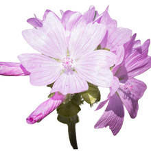 Load image into Gallery viewer, Libra SZN Candle