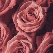 Load image into Gallery viewer, Velvet Bloom
