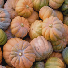 Load and play video in Gallery viewer, Fall Feels Wax Melt
